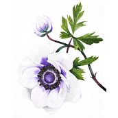 Mein Kursprojekt: Realistische Blumenaquarelle. Un proyecto de Ilustración tradicional, Pintura, Dibujo, Pintura a la acuarela e Ilustración botánica de Tanni Lein - 06.03.2022