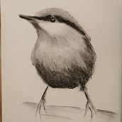 Il mio progetto del corso: Acquerello artistico per illustrazione di animali: gli uccelli. Traditional illustration, Watercolor Painting, Realistic Drawing, and Naturalistic Illustration project by Antonella Vignati - 03.06.2022