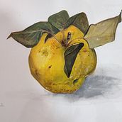 Quince.. Traditional illustration project by YOLANDA DE SAN RAFAEL - 03.06.2022
