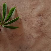 Mi Proyecto del curso: Impresión botánica en texti.. Un progetto di Fashion design, DIY, Tintura tessile, Stampa tessile e Textile Design di marmerkel71 - 05.03.2022