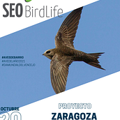 Dossier para SEO/Birdlife - Proyecto Aves de Barrio . Design de Alba Lou - 03.08.2022