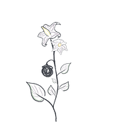 SolanArt . Projekt z dziedziny Ilustracja c, frowa, R, sunek botaniczn i Edukacja użytkownika Ana Clara Cavalcante - 18.05.2021