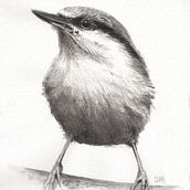 Mijn project van de cursus: Vogels illustreren met artistieke aquarel. Traditional illustration, Watercolor Painting, Realistic Drawing, and Naturalistic Illustration project by info - 03.09.2022