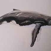 Mi Proyecto del curso: Técnicas de ilustración naturalista: ballenas en acuarela. Ilustração tradicional, Design de cartaz, Ilustração digital, e Mangá projeto de Valentina Araya - 11.02.2022