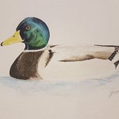 Duck. Traditional illustration, Watercolor Painting, Realistic Drawing, and Naturalistic Illustration project by drwal88 - 03.09.2022