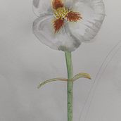 Mi Proyecto del curso: Ilustración botánica con acuarela Ein Projekt aus dem Bereich Traditionelle Illustration, Bildende Künste, Malerei, Zeichnung, Aquarellmalerei und Botanische Illustration von Yesica Jaimes - 09.03.2022