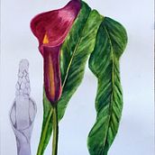 Mi Proyecto del curso: Ilustración botánica con acuarela. Traditional illustration, Fine Arts, Painting, Drawing, Watercolor Painting, and Botanical Illustration project by thomase - 03.11.2022