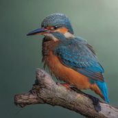 Fotografia naturalistica. Un progetto di Fotografia, Fotografia all'aperto e Fotografia documentaria di Nicole Fedele - 11.03.2022