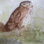 Meu projeto do curso: Técnicas expressivas de aquarela para ilustração de pássaros. Traditional illustration, Watercolor Painting, Realistic Drawing, and Naturalistic Illustration project by Dilson Antonio da Silva - 03.09.2022