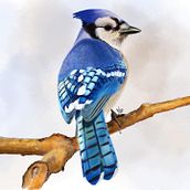 My project for course: Naturalist Animal Illustration with Procreate. Un proyecto de Ilustración tradicional, Ilustración digital, Dibujo realista e Ilustración naturalista				 de Miguel Pinto - 14.12.2021