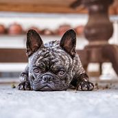 Mi Proyecto del curso: Fotografía lifestyle de perros Ein Projekt aus dem Bereich Fotografie, Porträtfotografie, Fotografie für Instagram, Dokumentarfotografie, Lifest und le-Fotografie von Victor Castañeda - 13.03.2022