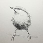 My project for course: Artistic Watercolor Techniques for Illustrating Birds. Traditional illustration, Watercolor Painting, Realistic Drawing, and Naturalistic Illustration project by scottsimmons1 - 03.11.2022