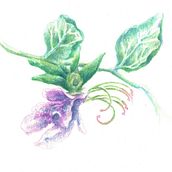 Il mio progetto del corso: Disegno botanico realistico ad acquerello. Design, Traditional illustration, Fine Arts, Painting, Watercolor Painting, Botanical Illustration, and Creativit project by Martina Scarlata - 03.15.2022