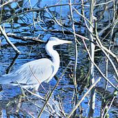 Mooie Reiger . Un proyecto de Fotografía de Marjolijn Bloemzaad - 15.03.2022