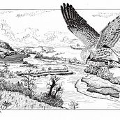 My project for course: Dip Pen and Ink Illustration: Capturing The Natural World. Sketching, Drawing, Artistic Drawing, Sketchbook, Ink Illustration, and Naturalistic Illustration project by lizscott08 - 03.16.2022