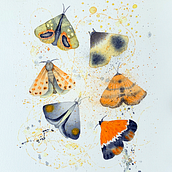 Moths. Projekt z dziedziny Trad, c i jna ilustracja użytkownika Margie Backhouse - 12.03.2022