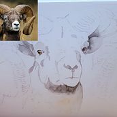 Mijn project van de cursus: Expressieve dierlijke portretten in aquarel. Traditional illustration, Watercolor Painting, Realistic Drawing, and Naturalistic Illustration project by Suzy Nuyts - 03.17.2022