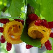 Meu projeto do curso: Fotografia para iniciantes: descubra sua câmera digital . % Petrick Moreira de Almeida tarafından hazırlanan Fotoğrafçılık, Dijital Fotoğrafçılık, Fotoğrafik Kompozis, Ve on projesi - 04.11.2022