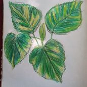 Loose Botanical Sketches: Mixed Media. Un progetto di Illustrazione tradizionale di Francesca Nicole Torres - 18.03.2022