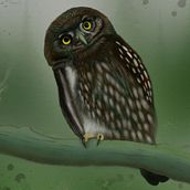 My project for course: Artistic Watercolor Techniques for Illustrating Birds. Traditional illustration, Watercolor Painting, Realistic Drawing, and Naturalistic Illustration project by waynetracks - 04.08.2022