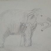 Elephant Sketch  Ein Projekt aus dem Bereich Traditionelle Illustration von etchedbyfaith - 20.03.2022