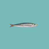 Fish. Projekt z dziedziny Tradycyjna ilustracja użytkownika senailgaz - 20.03.2022