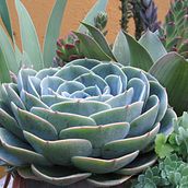 Mi Proyecto del curso: Introducción a la fotografía digital. Un progetto di Fotografia e Fotografia digitale di Claudia Letona - 20.03.2022