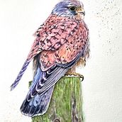 Kestrel. Fine Arts, Traditional illustration, Naturalistic Illustration, Painting, and Watercolor Painting project by Judy - 03.22.2022