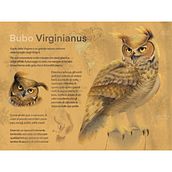 Il mio progetto del corso: Great Horned Owl. Un projet de Illustration traditionnelle, Illustration numérique, Dessin réaliste et Illustration naturaliste de deviantanto - 24.03.2022