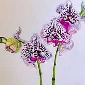 My project for course: Botanical Illustration with Watercolors. Traditional illustration, Fine Arts, Painting, Drawing, and Botanical Illustration project by Sue Chilson - 03.25.2022