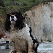 Mon projet du cours : Scéance photos avec Bernard et Issyh son Cavalier King Charles . Fotografi, Fotografi Potret, Fotografi Instagram, Fotografi Dokumenter, Dan Fotografi Gaya Hidup proyek oleh Gaëtane Quatreville - 04.02.2022