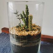 Mi Proyecto del curso: Arte vegetal: crea tu propio terrario abierto . Design interior, Arhitectură peisagistică, Decorațiuni, DIY și Design floral și de plante de Iriana Candanedo - 03.21.2022