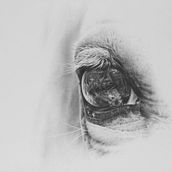 Disegno realistico di un occhio di cavallo. Realistic Drawing, Pencil Drawing, Fine Arts, and Portrait Drawing project by elena giani - 03.28.2022