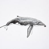 Ballena Jorobada Acuarela . Pictură în acuarelă de Lidia Villar Vázquez - 03.28.2022
