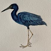 Meu projeto do curso: Ilustração naturalista de aves com aquarela. Ilustração tradicional, Pintura em aquarela, Desenho realista e Ilustração naturalista projeto de jhgazzaneo - 28.03.2022