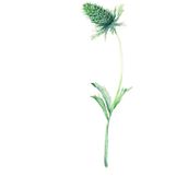Botanical Illustration . Ilustrasi tradisional proyek oleh Stephanie Weste - 03.30.2022