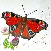 Peacock Butterfly. Fine Arts, Naturalistic Illustration, Traditional illustration, Painting, and Watercolor Painting project by Judy - 03.31.2022