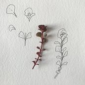 My project for course: Botanical Sketchbooking: A Meditative Approach. Traditional illustration, Sketching, Drawing, Watercolor Painting, Botanical Illustration, and Sketchbook project by Olga Ionova - 03.30.2022