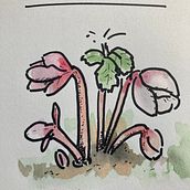 Creating a gardening notebook. Un proyecto de Ilustración tradicional y Fotografía de Eloise Carr - 01.04.2022