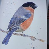 My project for course: Artistic Watercolor Techniques for Illustrating Birds. Traditional illustration, Watercolor Painting, Realistic Drawing, and Naturalistic Illustration project by Lisa Thomas - 04.01.2022