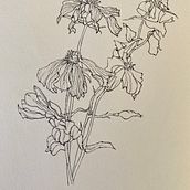 Beauty of decay . Botanical Illustration project by Barbara Ewing - 04.03.2022