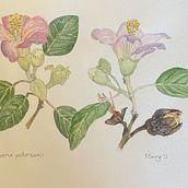 Beauty in decay - Lingunaria patersonii. Botanical Illustration project by Barbara Ewing - 04.03.2022