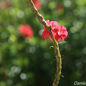 Mi Proyecto del curso: Naturaleza . Photograph, Digital Photograph, and Photographic Composition project by Daniela Bakerian Scovino - 04.03.2022