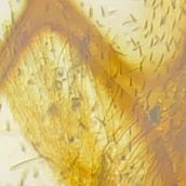 Microscope photos. Un progetto di Fotografia e Illustrazione tradizionale di 4m99p64q2z - 07.04.2022