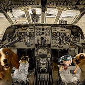 Animal_Pilot. Un progetto di Design, Fotografia, Composizione fotografica, Fotomontaggio e Fotografia artistica di Sílvia Perna - 08.04.2022