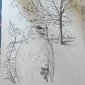 My project for course: Dip Pen and Ink Illustration: Capturing The Natural World. Sketching, Drawing, Artistic Drawing, Sketchbook, Ink Illustration, and Naturalistic Illustration project by i.bartolucci - 04.10.2022