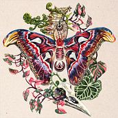 Album artwork . Traditional illustration, Design, Watercolor Painting, Logo Design, Arts, Crafts, Packaging, Concept Art, Floral, Plant Design, and Naturalistic Illustration project by Helena Smyth - 05.21.2021