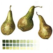 Botanical artworks. Traditional illustration, Fine Arts, Botanical Illustration, Floral, Plant Design, Packaging, Painting, Education, Watercolor Painting, and Picturebook project by Helena Smyth - 04.13.2022