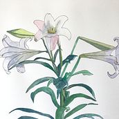 My project for course: Botanical Sketchbooking: A Meditative Approach. Traditional illustration, Sketching, Drawing, Watercolor Painting, Botanical Illustration, and Sketchbook project by Carol Bowen - 04.15.2022