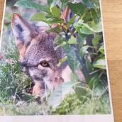 Endangered Red Wolf. Traditional illustration, Watercolor Painting, Realistic Drawing, Naturalistic Illustration, and Music project by Kathy Logan - 04.15.2022